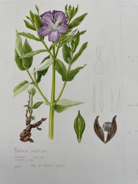 Botanical Art Workshop