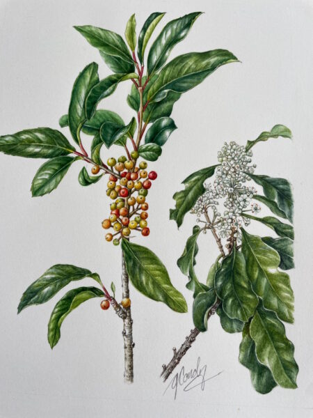 Botanical Art Workshop