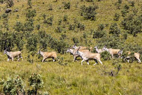 Eland